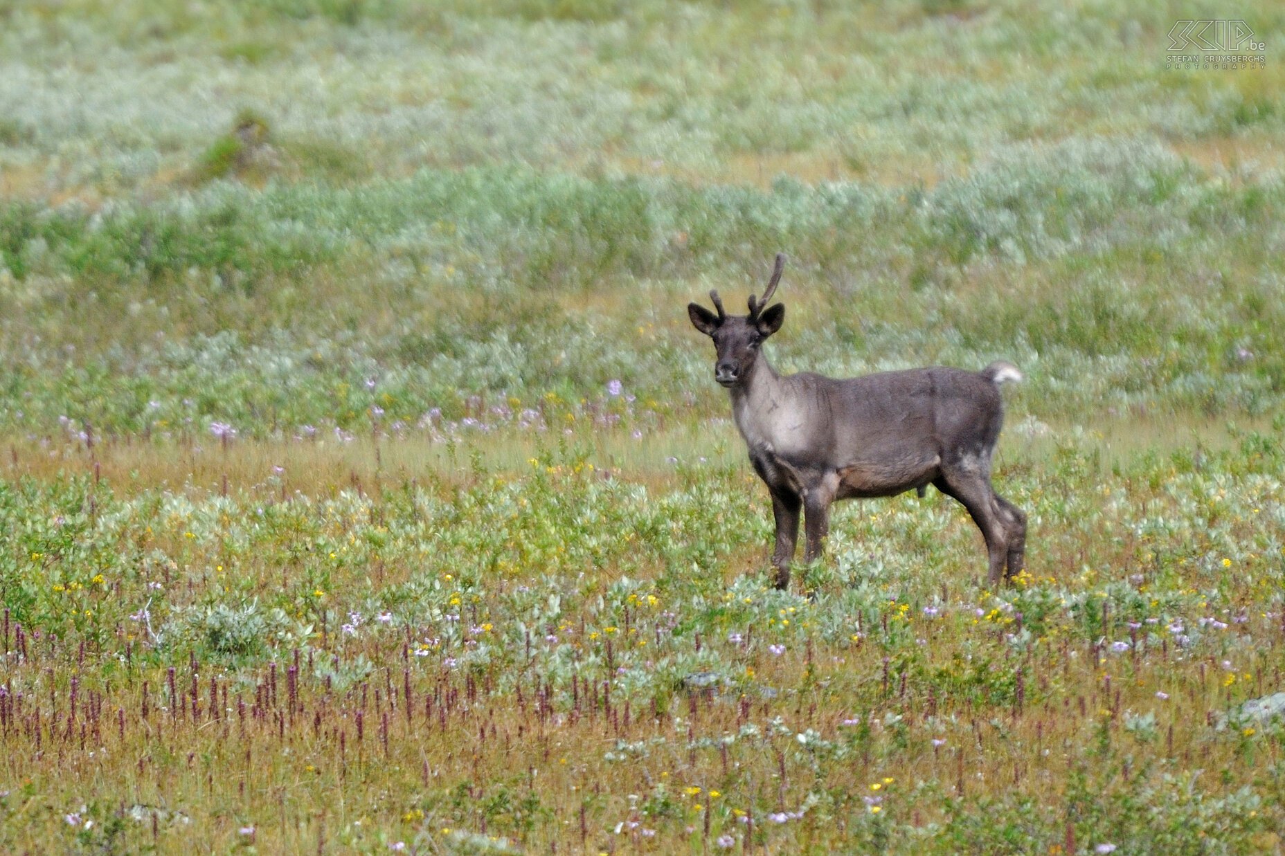 Jasper NP - Tonquin Valley - Caribou We spotted a young caribou (Rangifer tarandus) Stefan Cruysberghs